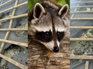 Mýval severní totálně zdemoloval střechu rodinného domu. Majitelce vznikla škoda přes 100 000 korun